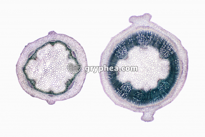 Tige de Mercuriale - structures primaire et secondaire (vue comparative) x7 - gryphea.com